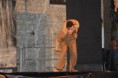 /album/lauria-13-08-2013-notre-dame-de-paris/lauria-13-08-2013-notre-dame-de-paris-25-jpg/
